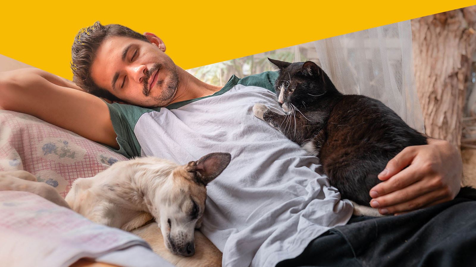 Homme dormant avec un chien et un chat (avec élément de design jaune au-dessus)